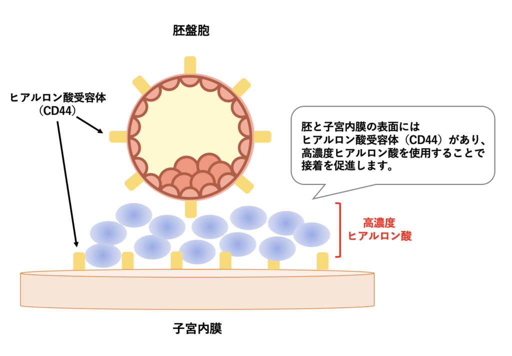 【体外受精オプション】高濃度ヒアルロン酸含有培養液について