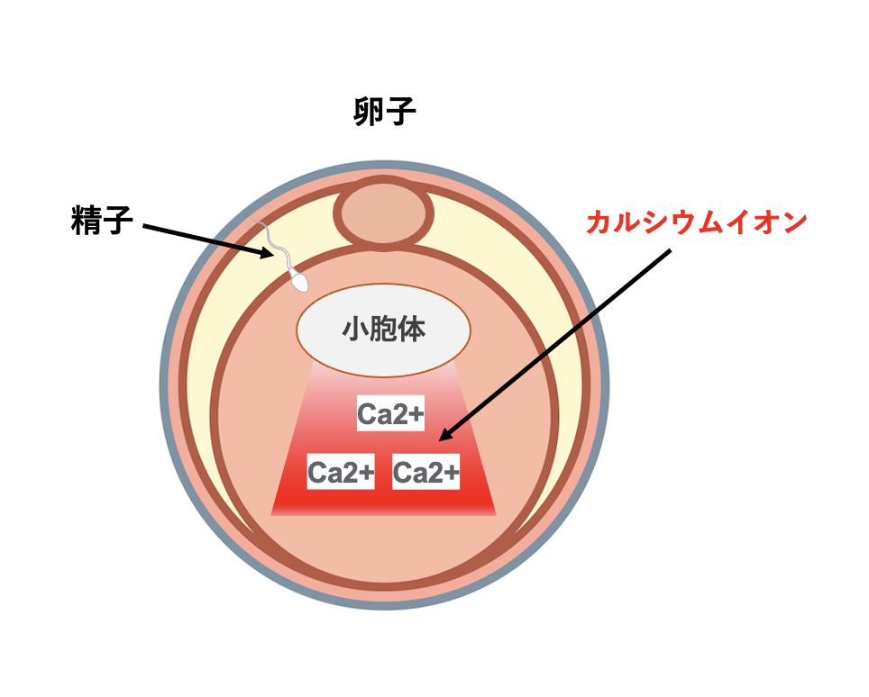 【体外受精オプション】カルシウムイオノフォアについて